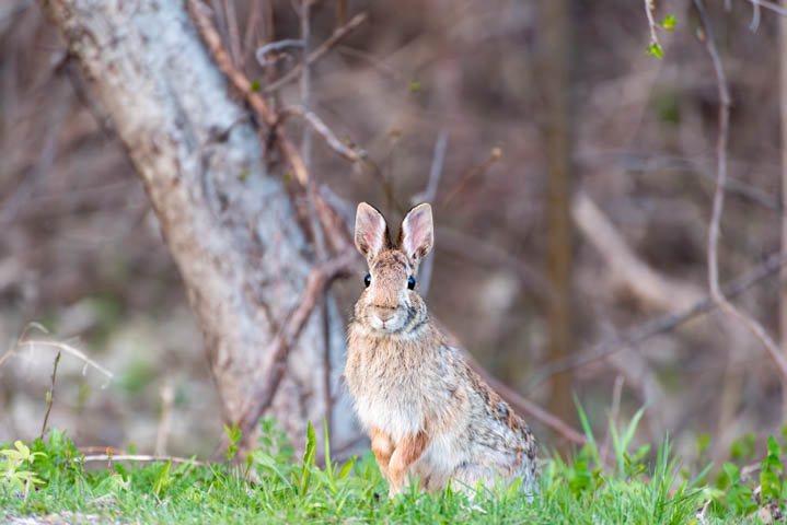 a hare staring at the camera