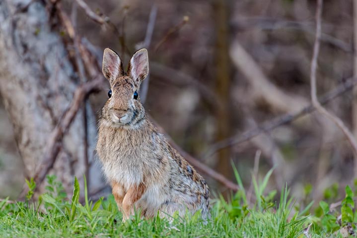 a hare staring at the camera