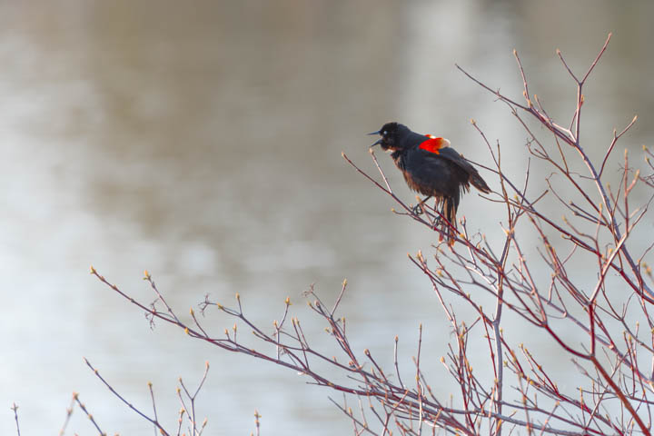 a red-winged blackbird singing on a tree near a pond
