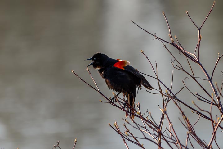 a red-winged blackbird singing on a tree near a pond