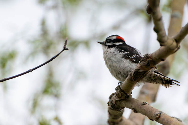 a downy woodpecker standing on the tree