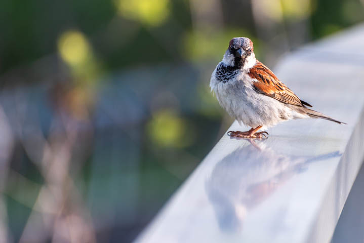 a sparrow standing on a metal handle.