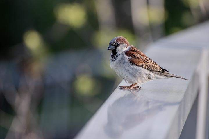 a sparrow standing on a metal handle.