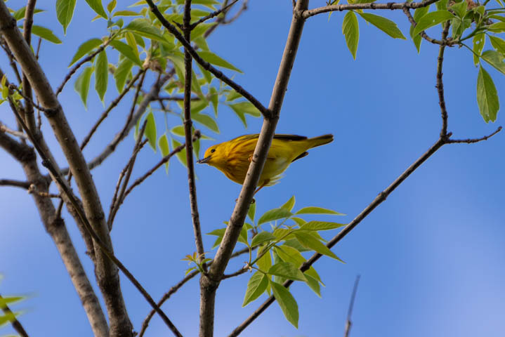 a yellow warbler standing on the tree
