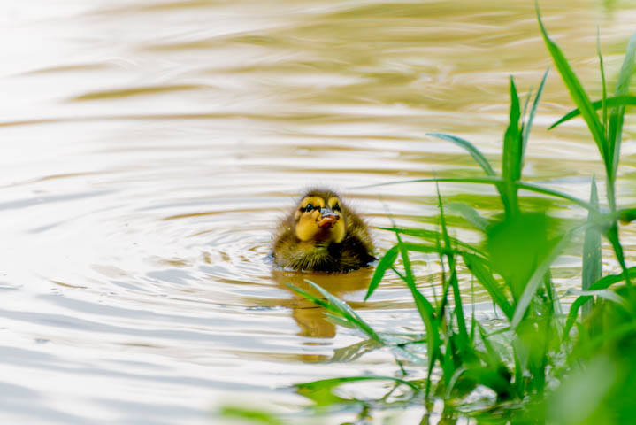 a lone duckling swimming in the river