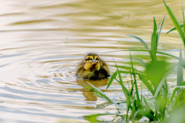 a lone duckling swimming in the river