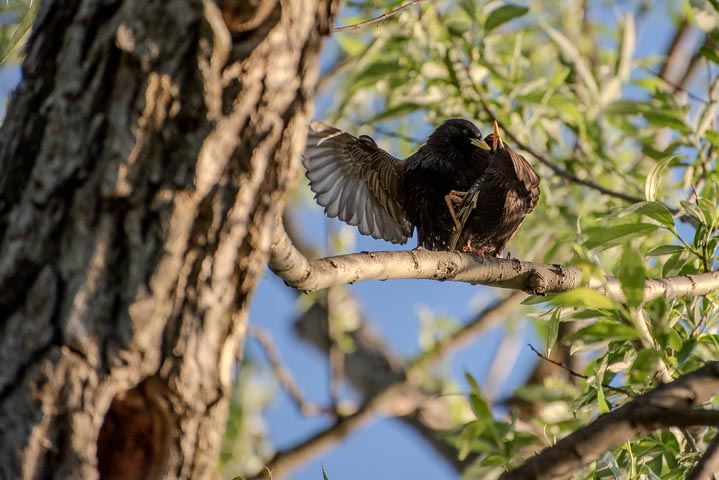 bird couple