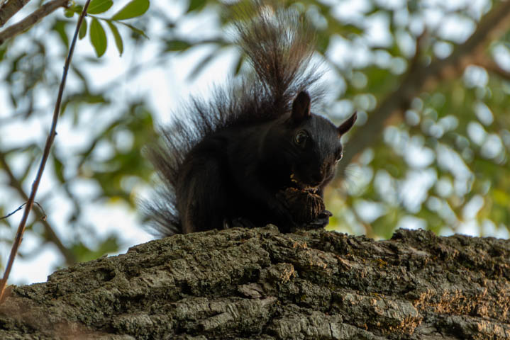 a large black squireel eaating a nut