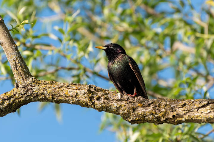 a common starling standing on a tree