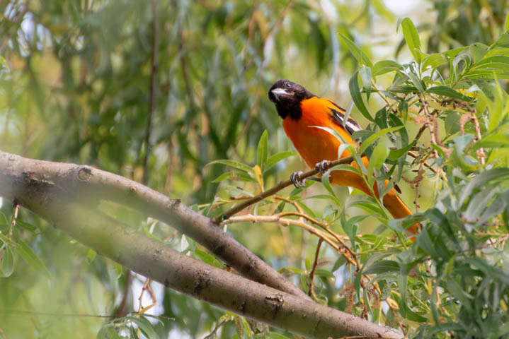 a baltimore oriole standinig on a tall tree looking from the above