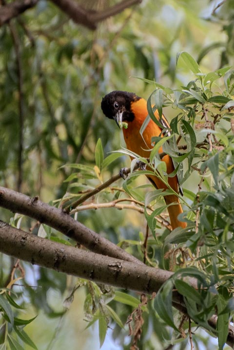 a baltimore oriole standinig on a tall tree looking from the above