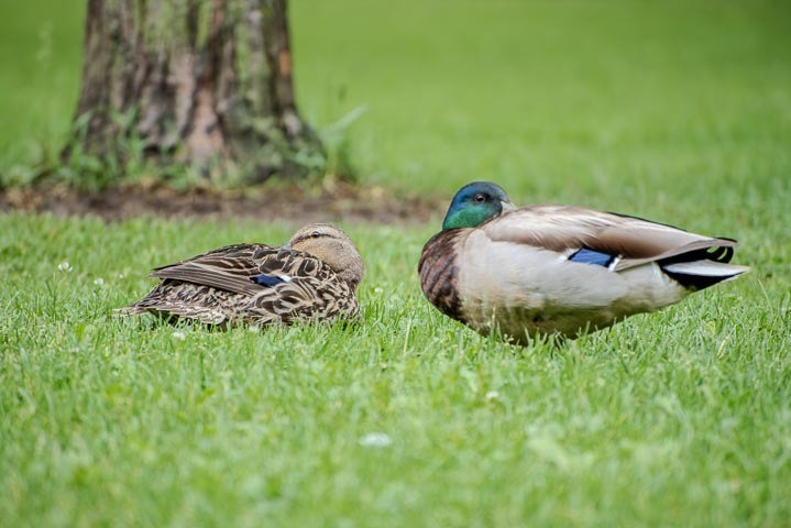 a pair of mallard couple reesting on the grassland near a tree