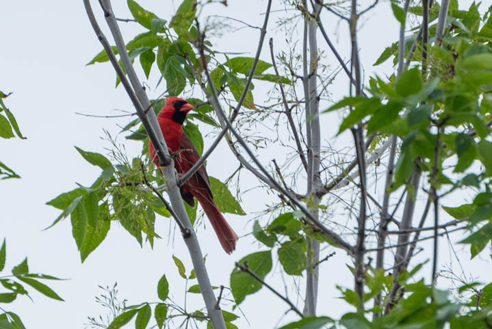 a northern cardinal standing on a tree branch