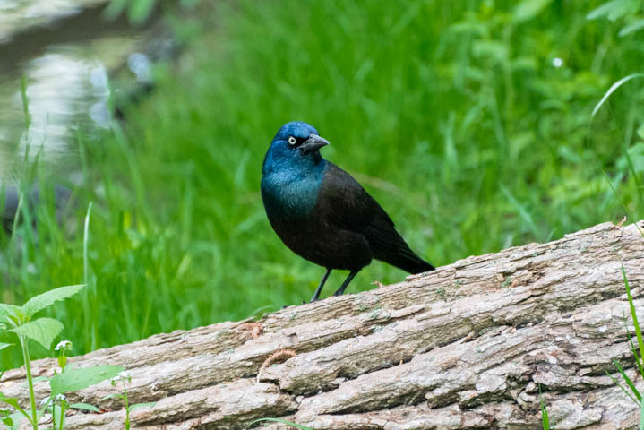 a common grackle standing on a log near the river