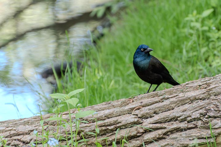 a common grackle standing on a log near the river