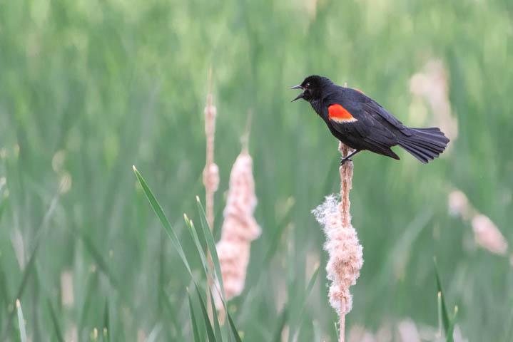 a redwinged red-winged blackbird singing