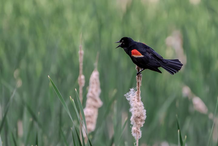 a redwinged red-winged blackbird singing