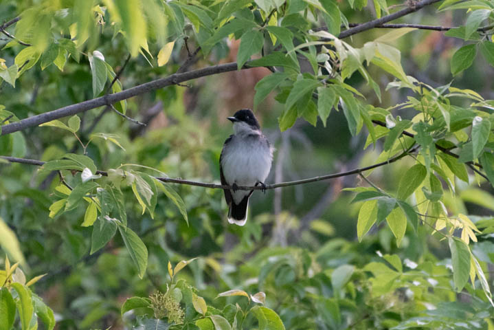 an eastern kingbird standing on the tree branch