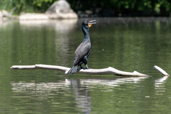 a cormorant standing on a log in the water