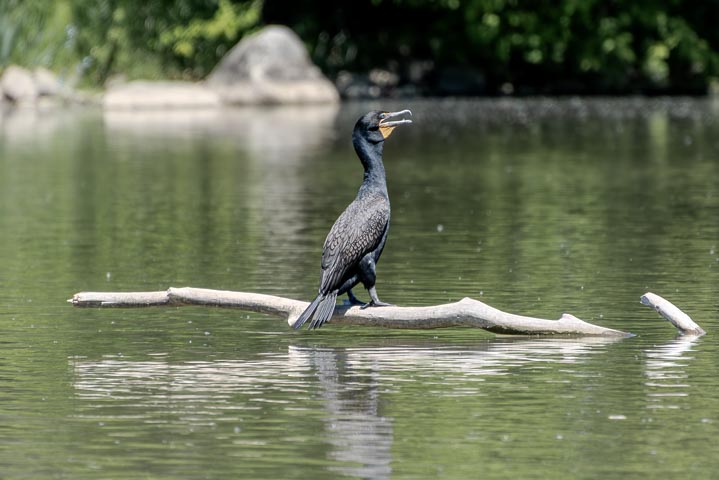 a cormorant standing on a log in the water