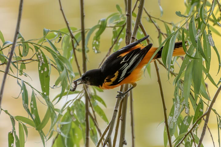 a yellow wawrbler standing on the tree