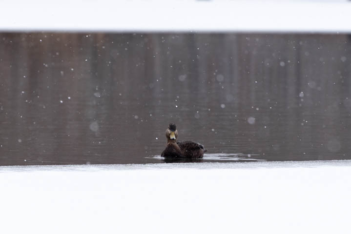 a lone female mallard swimming in the clod winter water while snowing