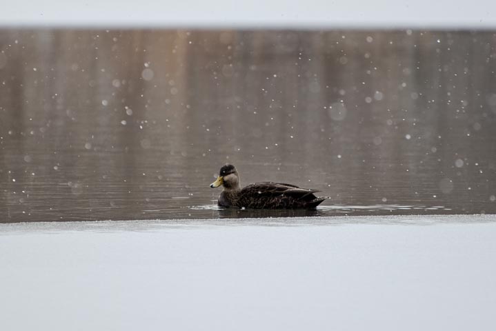 a lone female mallard swimming in the clod winter water while snowing