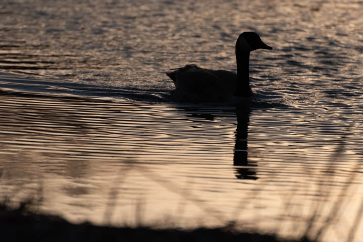 a canada goose swimming in the river suring the dusk