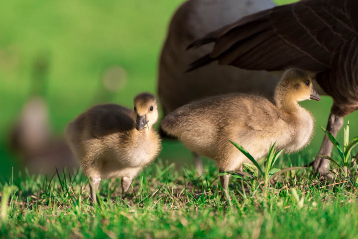 a couple of goslings