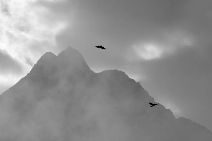 two birds fly over the foggy mountain