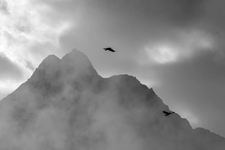 two birds fly over the foggy mountain